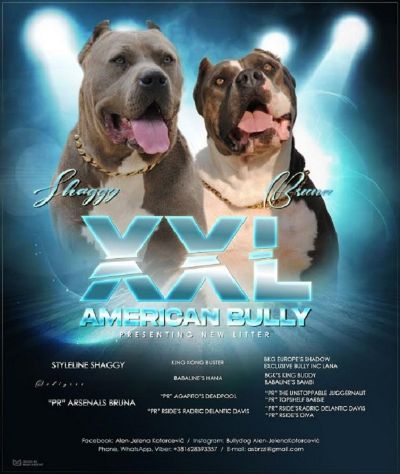 oglasi, American bully xxl 